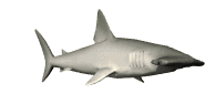 hammerheadswim_lw.gif