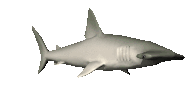 hammerheadswim_lc.gif