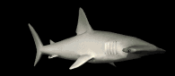 hammerheadswim_lb.gif