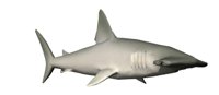 hammerheadswim_hr.jpg