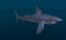 blue_shark_swim_sblu.gif