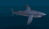 blue_shark_swim_mw.gif