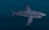 blue_shark_swim_lblu.gif