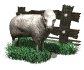 sheep_with_fence_sw.gif