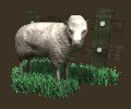sheep_with_fence_mc.gif