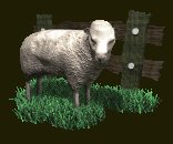 sheep_with_fence_lc.gif
