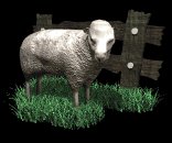 sheep_with_fence_lb.gif