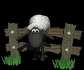 sheep_stuck_on_fence_sb.gif