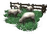sheep_herd_grazing_sc.gif