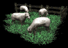 sheep_herd_grazing_sb.gif