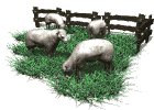 sheep_herd_grazing_mw.gif