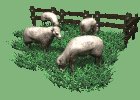 sheep_herd_grazing_mc.gif