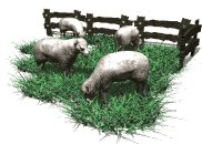 sheep_herd_grazing_lw.gif