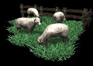 sheep_herd_grazing_lc.gif