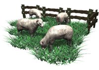 sheep_herd_grazing_hr.jpg