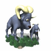 ram_with_baby_lw.gif