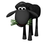 black_sheep_eating_gr_a_hr.jpg