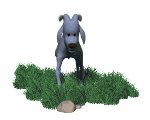 baby_ram_legs_shaking_mw.gif