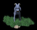 baby_ram_legs_shaking_mc.gif