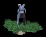 baby_ram_legs_shaking_lc.gif