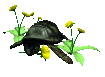 turtle_eating_dandeli_a_sc.gif