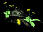 turtle_eating_dandeli_a_mb.gif