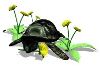 turtle_eating_dandeli_a_lw.gif