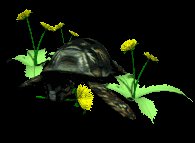 turtle_eating_dandeli_a_lc.gif
