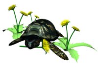 turtle_eating_dandeli_a_hr.jpg