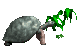 tortoise_eating_plant_sc.gif