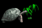 tortoise_eating_plant_sb.gif