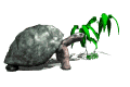 tortoise_eating_plant_mw.gif