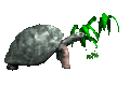 tortoise_eating_plant_mc.gif