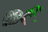 tortoise_eating_plant_lc.gif
