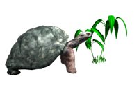 tortoise_eating_plant_hr.jpg