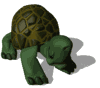 shy_turtle_mw.gif