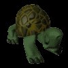 shy_turtle_mc.gif
