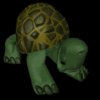 shy_turtle_mb.gif