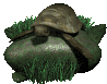 leatherback_turtle_on_a_sc.gif