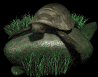 leatherback_turtle_on_a_sb.gif