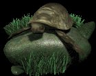 leatherback_turtle_on_a_mc.gif