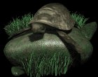 leatherback_turtle_on_a_mb.gif