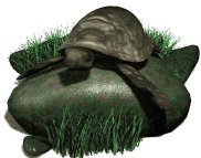 leatherback_turtle_on_a_lw.gif