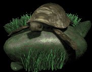 leatherback_turtle_on_a_lc.gif
