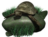 leatherback_turtle_on_a_hr.jpg