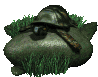 box_turtle_on_rock_sc.gif