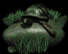 box_turtle_on_rock_sb.gif