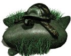 box_turtle_on_rock_mw.gif