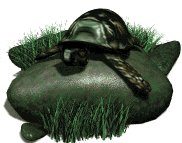 box_turtle_on_rock_lw.gif