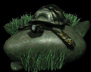 box_turtle_on_rock_lc.gif
